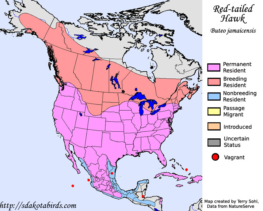 Species Spotlight Red Tailed Hawk Species Spotlight Red Tailed Hawk