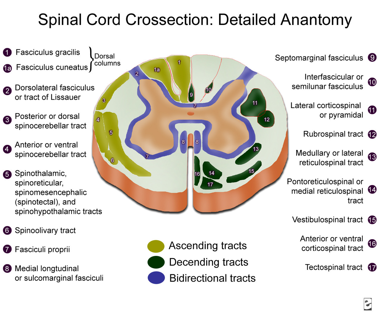 Spinal Cord Anatomy Cross Section Spinal Cord Anatomy Cross Section