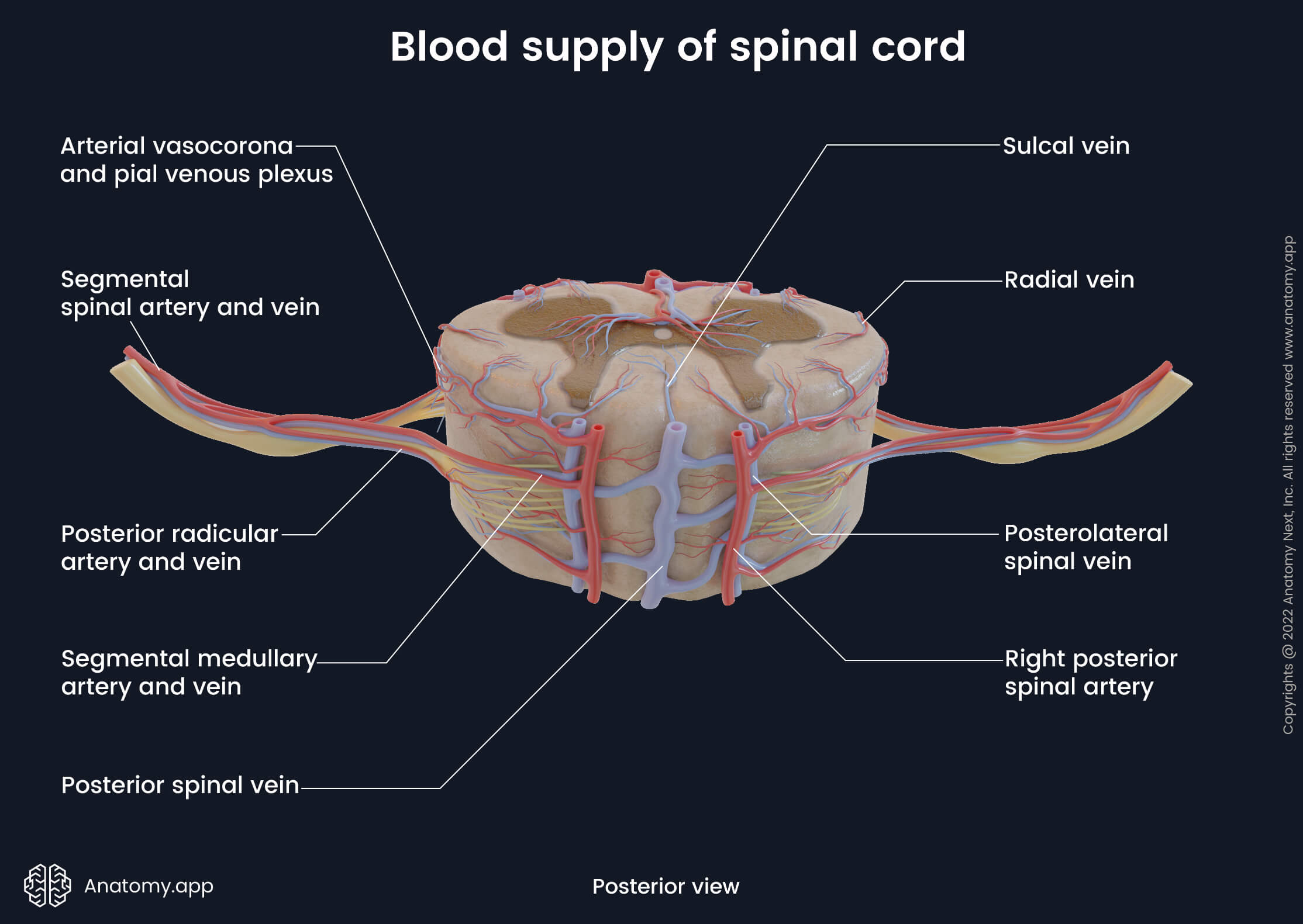 Spinal Cord Encyclopedia Anatomy App Learn Anatomy 3D Models Spinal Cord Encyclopedia Anatomy App Learn Anatomy 3D Models