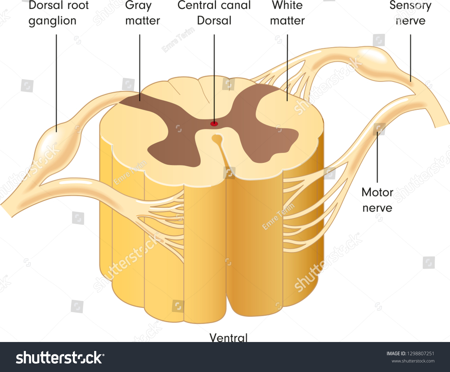 Spinal Cord Cross-Section: Anatomy Unveiled Spinal Cord Cross-Section: Anatomy Unveiled