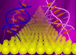 Study Shows Novel Pattern Of Electrical Charge Movement Through Dna Study Shows Novel Pattern Of Electrical Charge Movement Through Dna