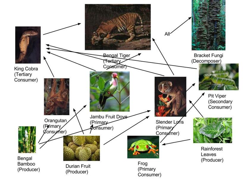 Types Of Food Chains Food Webs And Populations Southeast Asian Types Of Food Chains Food Webs And Populations Southeast Asian