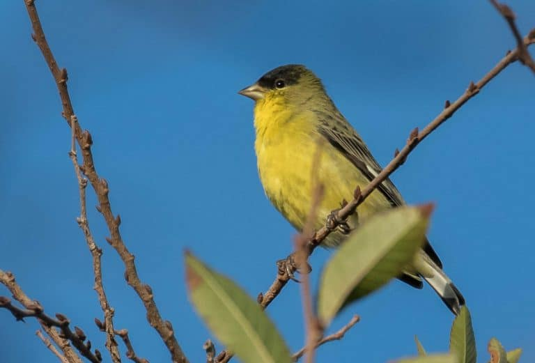 What is Arizona's State Bird?