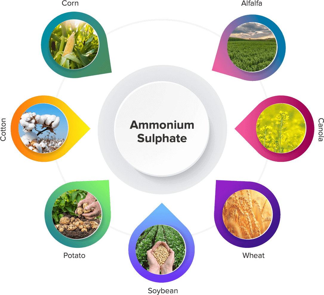 What Plants Benefit From Ammonium Sulfate What Plants Benefit From Ammonium Sulfate