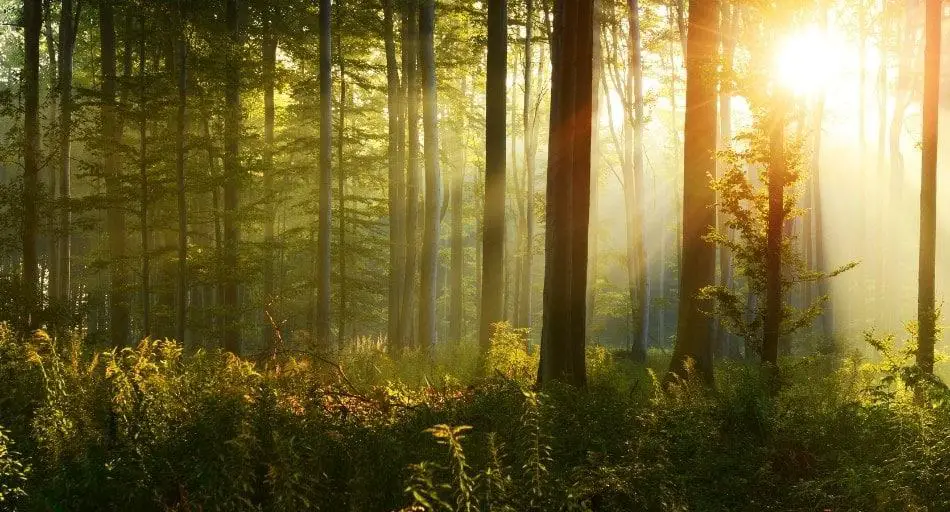 Which Trees Produce The Most Oxygen How Why